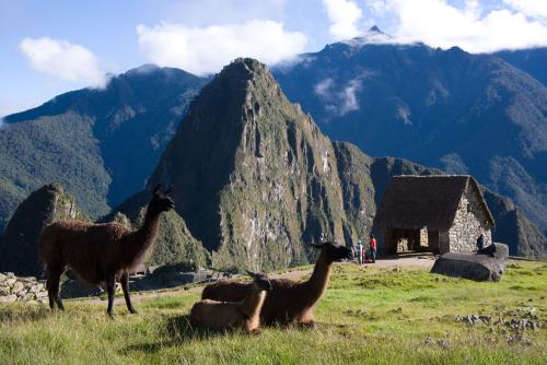 Machupicchu, llamas