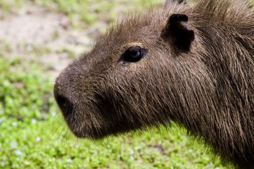 fauna, Loreto