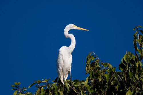  fauna, Loreto