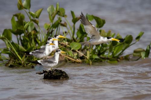 fauna, Loreto