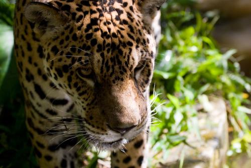 fauna, Loreto