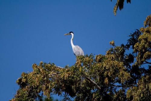 Fauna, loreto