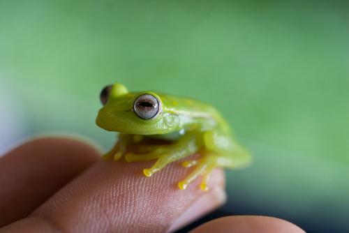 Fauna, loreto