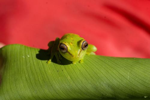 Fauna, loreto