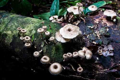 Hongos, Madre de Dios
