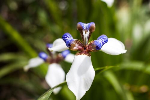 orquídeas