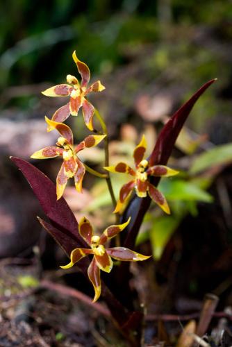 Alto Mayo, orquídeas