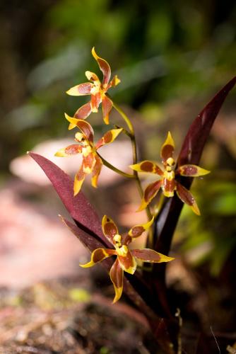 Alto Mayo, orquídeas