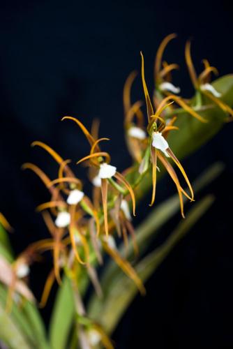 Alto Mayo, orquídeas