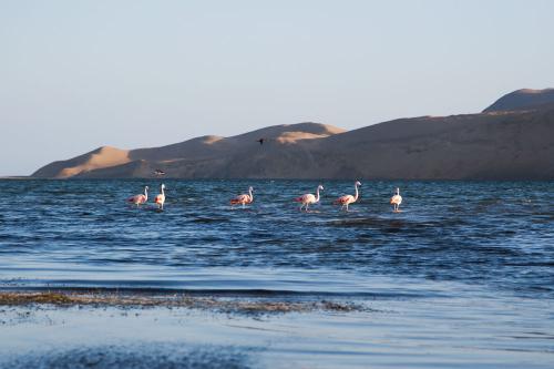 Paracas, playas
