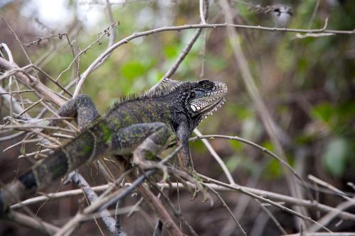 Fauna, Tumbes